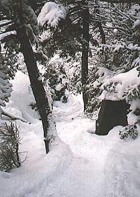Picture Home Page