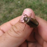 Brown Bumble Beatle that took over the campsite in the afternoon (James Richardson)