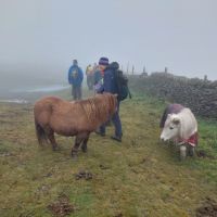 Ponies in the mist (Dave Shotton)