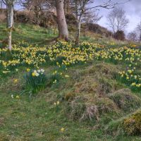 The ever expanding spring crop of daffodils (Andy Stratford)