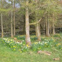 Back coppice and daffs (Andy Stratford)